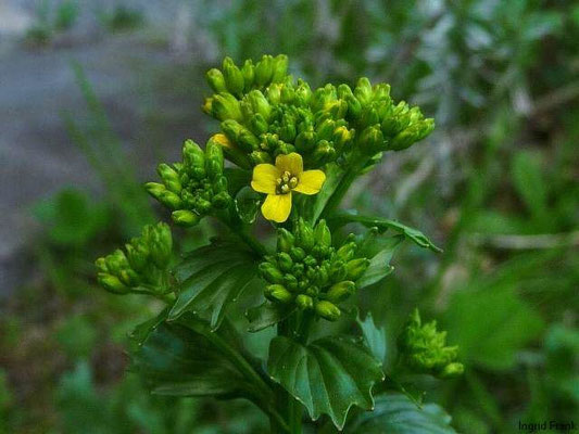 Barbarea vulgaris / Gewöhnliches Barbarakraut