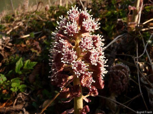 Petasites hybridus / Gewöhnliche Pestwurz