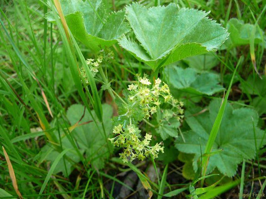 Alchemilla glabra / Kahler Frauenmantel
