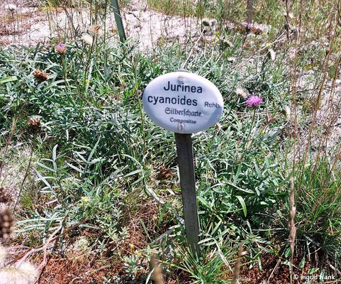 Jurinea cyanoies / Sand-Silberscharte; in Baden-Württemberg vom Aussterben bedroht: 1  (10.08.2023; Botanischer Garten Frankfurt am Main)
