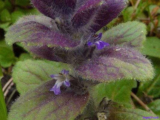 Ajuga pyramidalis / Pyramiden-Günsel (30.04.2014; Botanischer Garten Berlin)