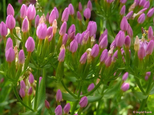 Centaurium erythraea - Echtes Tausemdgüldenkraut
