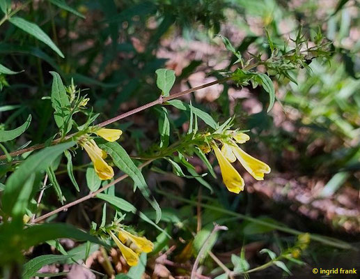 Melampyrum praatense / Wiesen-Wachtelweizen   (11.08.2023; Heidelberg, zwischen Haarlassweg und Stift Neuburg)