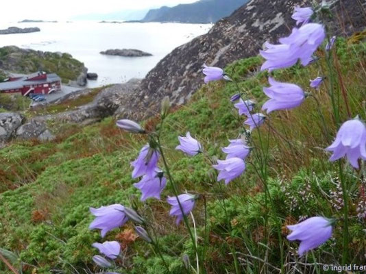 Campanula scheuchzeri / Scheuchzers Gockenblume