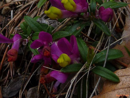 Polygala chamaebuxux / Buchsblättirge Kreuzblume, Zwergbuchs