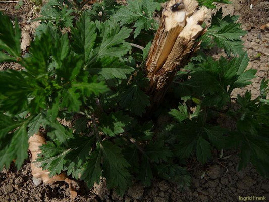 Artemisia vulgaris - Gewöhnlicher Beifuß  (VII-X)