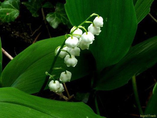 12.05.2010-Convallaria majalis - Maiglöckchen