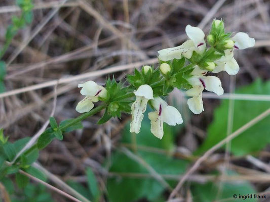 Stachys recta / Aufrechter Ziest