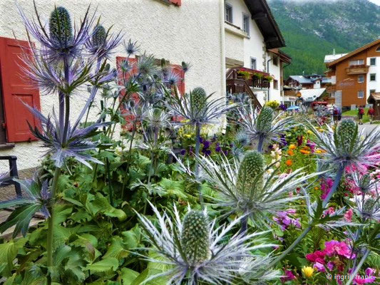 Eryngium alpinum / Alpen-Mannstreu