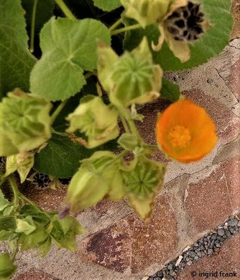 Abutilon grandifolium / Großblättriges Abutilon