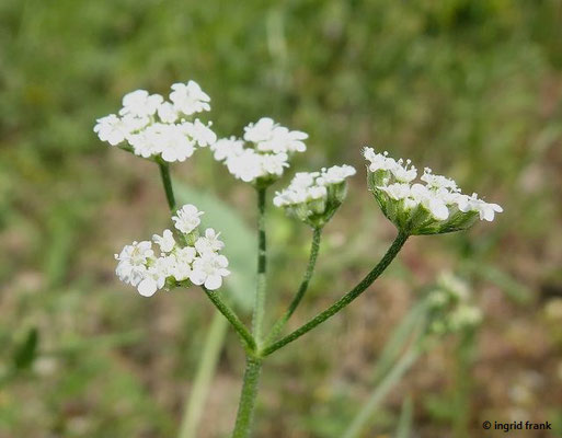Torilis arvensis - Feld-Klettenkerbel  (20.06.2022; Botanischer Garten er Universität Konstanz)