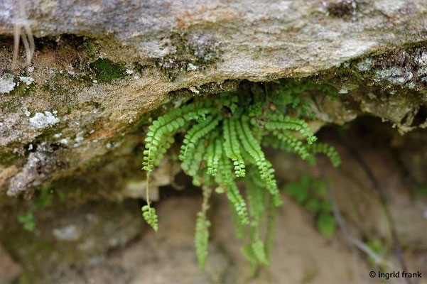 Asplenium viride / Grünstieliger Streifenfarn