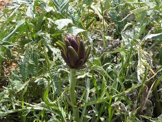 Cynara cardunculus / Echte Artischocke    (01.05.2019; Italien, Toskana, Halbinsel Monte Argentario)