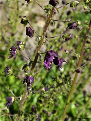 Verbascum phoeniceum - Purpur-Königskerze (Botanischer Garten Universität Potsdam)