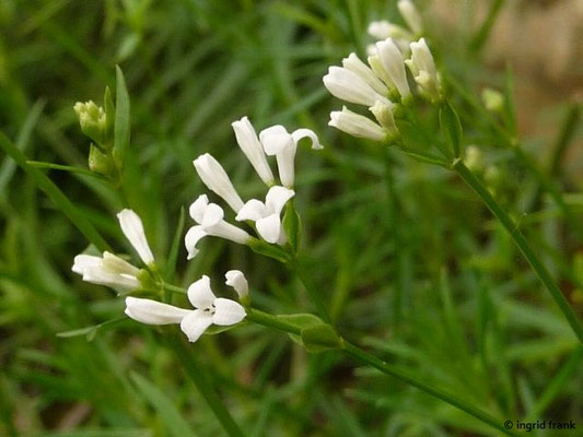 Asperula tinctoria - Färber-Meier    VI-VIII     (Botanischer Garten Universität Heidelberg)