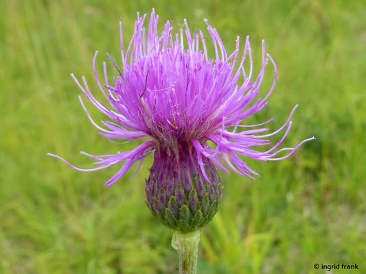 Cirsium tuberosum / Knollige Kratzdstel    VII-VIII