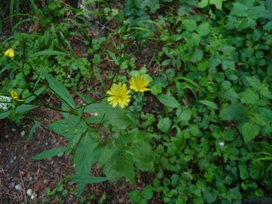 19.06.2011-Lapsana communis - Rainkohl