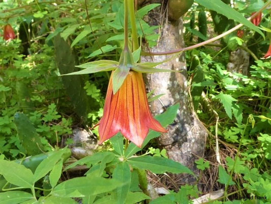 Canarina canariensis - Kanarenglockenblume (Gran Canaria)