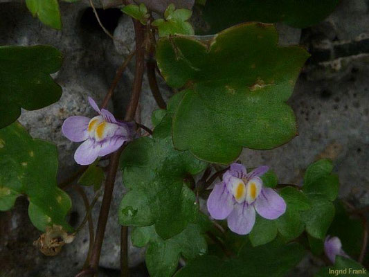 Cymbalaria muralis / Mauer-Zimbelkraut