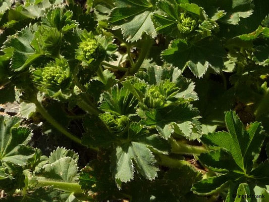 Alchemilla effusa / Flachblatt-Frauenmantel (06.05.2016; Botanischer Garten Adorf im Vogtland)