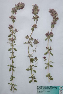 Thymus praecox / Frühblühender Thymian    V-VII     (Herbarium Dr. Wolf von Thun)