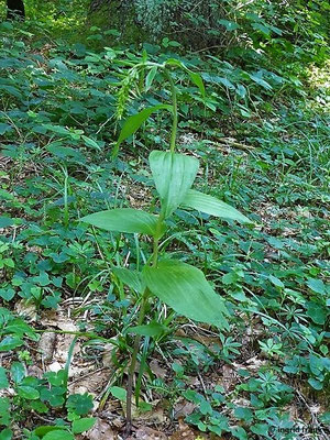 Epipactis helleborine / Breitblättrige Ständelwurz
