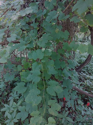 Vitis vinifera ssp. sylvestris / Wilde Weinrebe; in Baden-Württemberg vom Aussterben bedroht: 1  (10.08.2023; Botanischer Garten Frankfurt am Main)