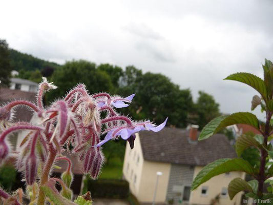 25.06.2013-Borago officinalis - Boretsch