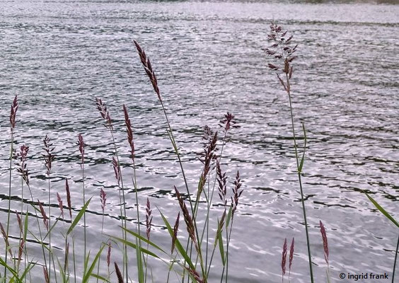 Phalaris arundinacea / Rohr-Glanzgras