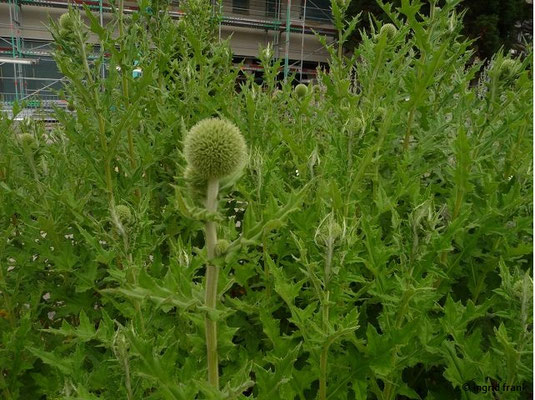 Echinops sphaerocephalus / Bienen-Kugeldistel