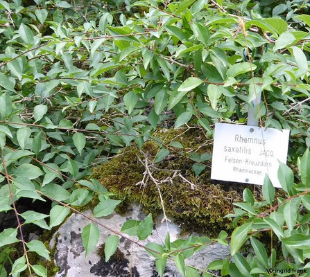 Rhamnus saxatilis / Felsen-Kreuzdorn  (25.06.2022; Botanischer Garten der Universität Tübingen)
