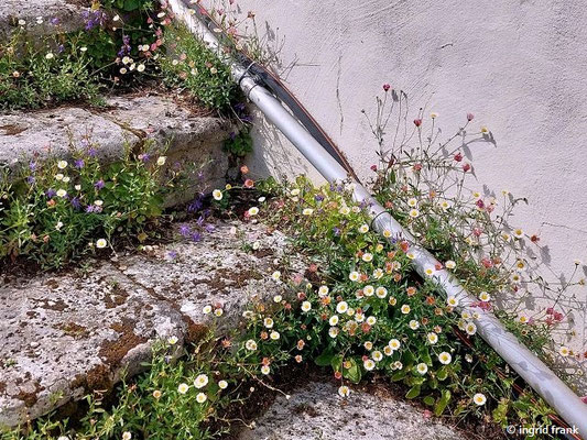 Erigeron karvinskianus / Karvinskis Berufkraut