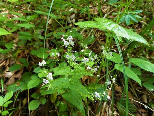 Veronica urticifolia / Nesselblatt-Ehrenpreis    VI-VIII