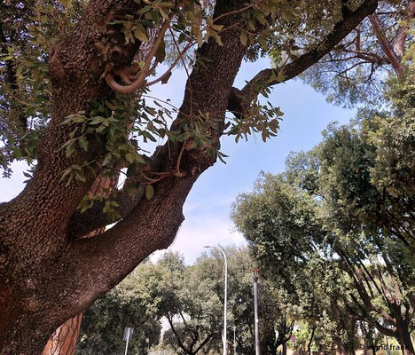 Quercus ilex / Stein-Eiche   (26.08.2024; Italien, Rom)
