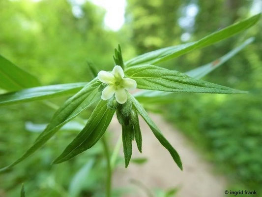 Lithospermum officinale / Echter Steinsame; Neophyt im submeridionalen bis temperaten Amerika