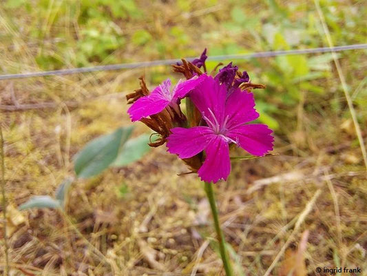 Dianthus carthusianorum / Kartäuser-Nelke  (15.07.2023; NSG Sandhausener Düne, Plege Schönau-Galgenberg)