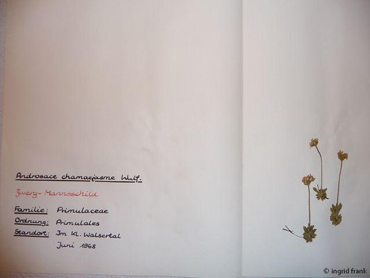 Androsace chamaejasme / Zwerg-Mannsschild