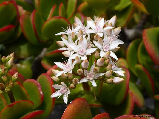 Crassula ovata / Geldbaum