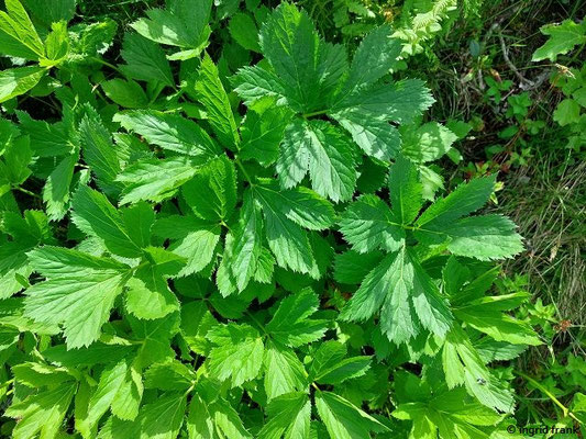 Peucedanum ostruthium / Meisterwurz  (29.06.2024; Steiermark, Schladming, Planai)