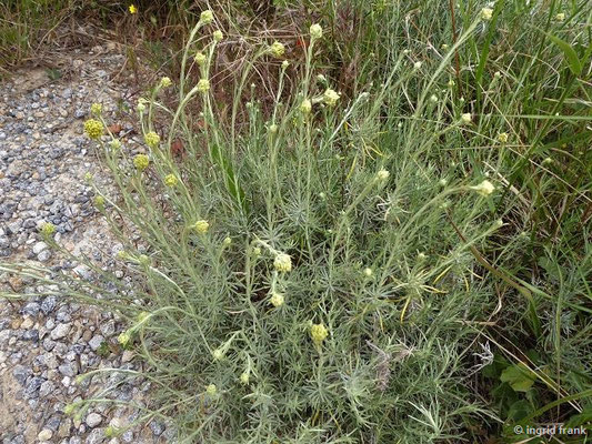 Helichrysum italicum / Italienische Strohblume, Currykraut    (01.05.2019; Italien, Toskana, Halbinsel Monte Argentario)