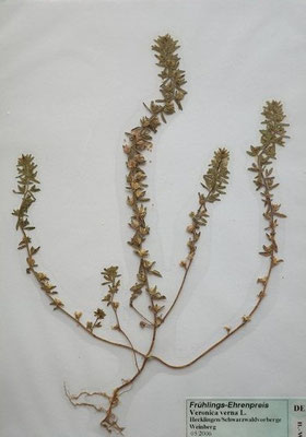 Veronica verna / Frühlings-Eherenpreis    IV-V    (Herbarium Dr. Wolf von Thun)