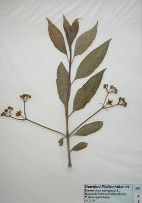 Euonymus europaeus / Europäisches Pfaffenhütchen  (04/2006; Brombach; Schwarzwaldvorberge)