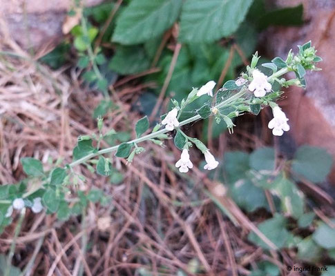 Calamintha nepeta / Kleinblütige Bergminze  (28.08.2024; Ostia Antica)
