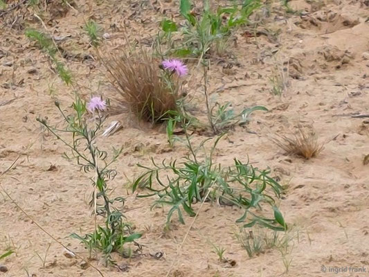 Centaurea stoebe / Rispen-Flocenblume     (15.07.2023; NSG Sandhausener Düne, Zugmantel-Bandholz)