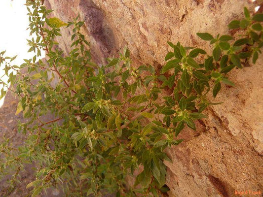 Parietaria judaica / Ausgebreitetes Glaskraut