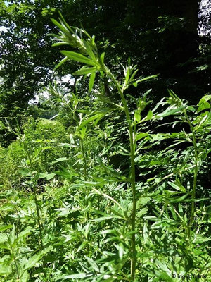 Artemisia vulgaris / Gewöhnlicher Beifuß   (Ausnahme: Alpen und Vorland nur "zerstreut" = in 5-40 % der Kartierflächen vorkommend)