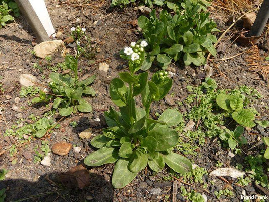 Samolus valerandi / Salzbunge    VI-X