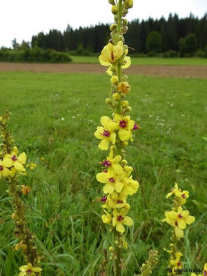 Verbascum spec. / Königskerze-Arten