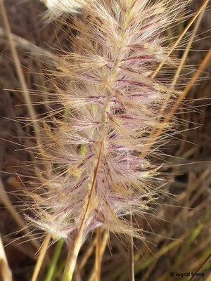 Pennisetum setaceum / Afrikanisches Lampenputzergras