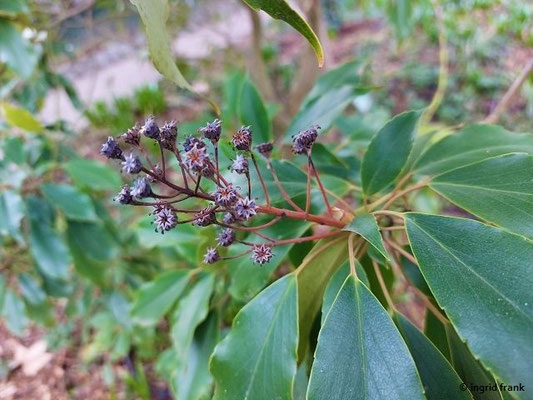 Trochodendron aralioides (22.02.2023; Schau- und Sichtungsgarten Hermannshof in Weinheim)
